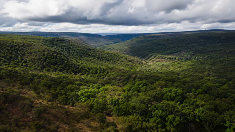 Desmatamento em Goiás cai 44% em 2025 e revela nova fase da agenda ambiental no estado