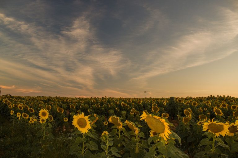 Extensa plantação de girassóis iluminada pelo sol no fim da tarde.