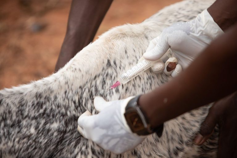 Planejamento sanitário de rebanhos ganha reforço com oferta de vacinas em setembro Veterinário aplica uma injeção em um bovino em uma propriedade rural.