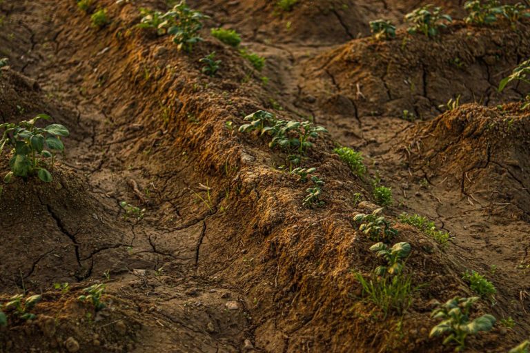 Solo agrícola seco e rachado, com pequenas plantas crescendo entre as fissuras.