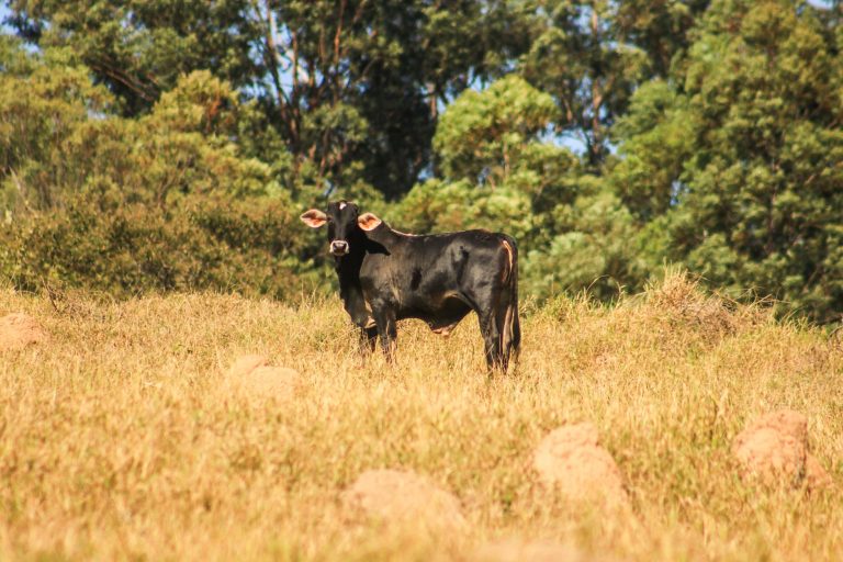 Vaca preta em um campo rural ensolarado, com árvores ao fundo.