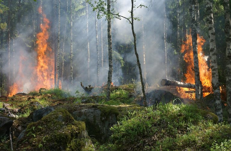 Monitoramento aponta retração do fogo no Cerrado de Goiás em 2026 Chamas e fumaça avançam entre árvores durante um incêndio florestal.
