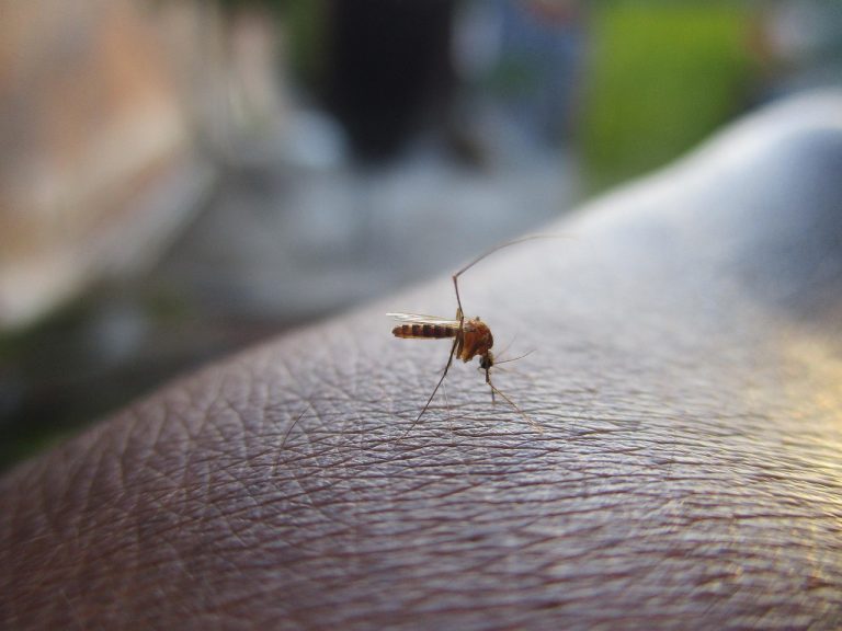 Imagem aproximada de um mosquito sobre a pele de uma mão.