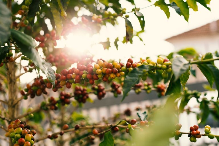 Safra de café 2026 chega a 67,6 milhões de sacas e bate recorde no Brasil Ramo de cafeeiro iluminado pelo sol, com frutos maduros de café.